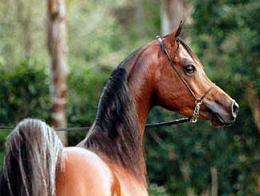 Foto caballo árabe