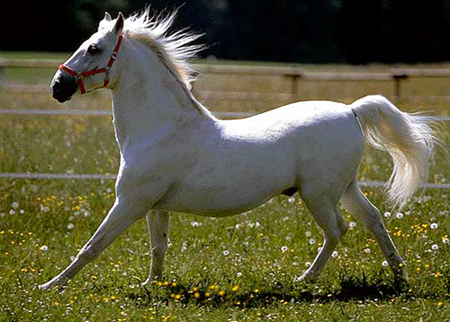 http://caballos.anipedia.net/images/caballo-lippizzano-blanco.jpg
