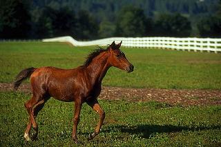 caballo potro marrón